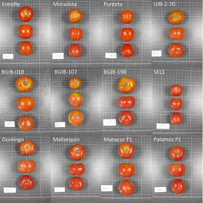 Insights Into the Adaptation to Greenhouse Cultivation of the Traditional Mediterranean Long Shelf-Life Tomato Carrying the alc Mutation: A Multi-Trait Comparison of Landraces, Selections, and Hybrids in Open Field and Greenhouse